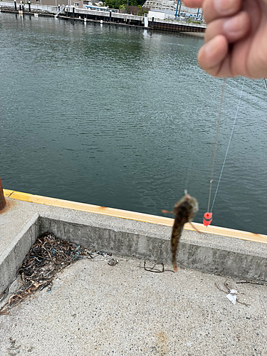 アナハゼの釣果