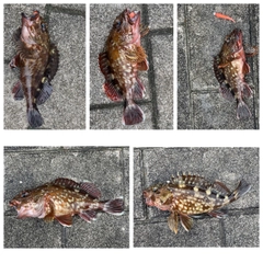 ガシラの釣果