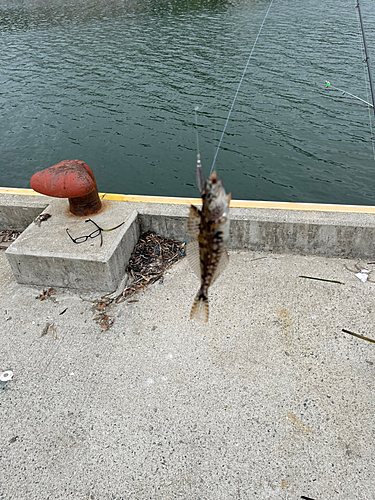 アナハゼの釣果