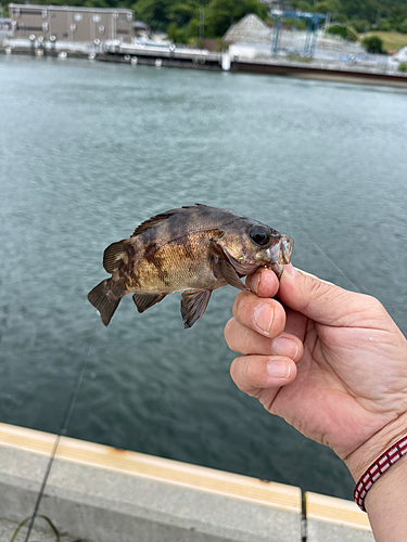 シロメバルの釣果