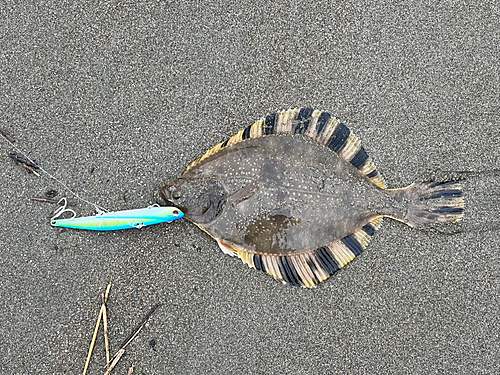 ヌマガレイの釣果