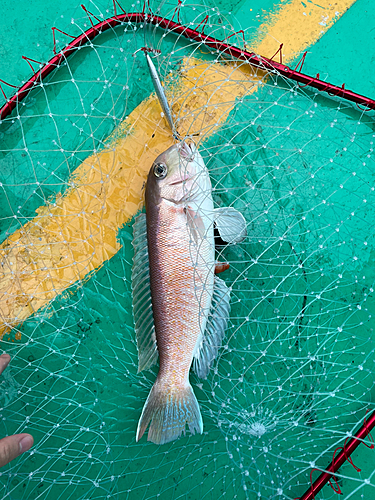 アマダイの釣果