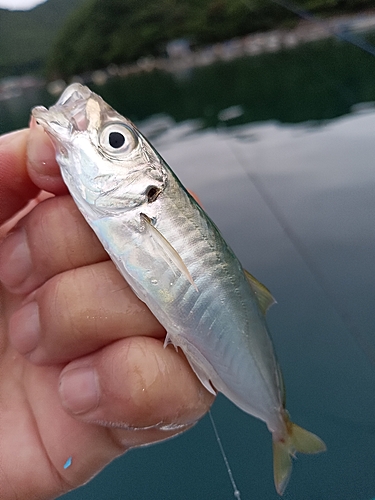 アオジの釣果