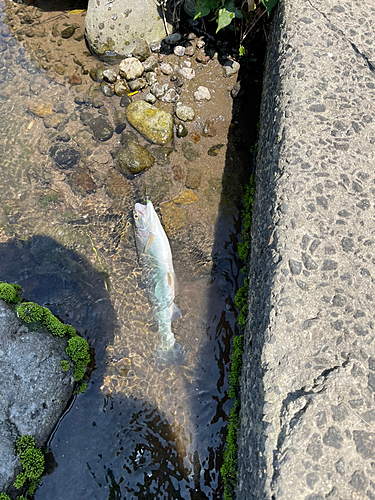 ニジマスの釣果