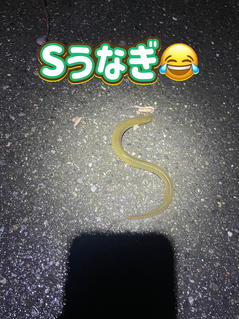 ウナギ