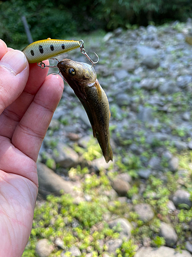 アブラハヤの釣果