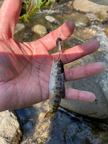 ヤマメの釣果