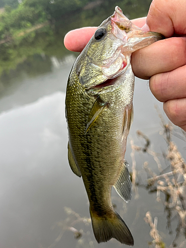 ラージマウスバスの釣果