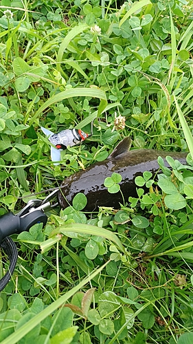 マナマズの釣果