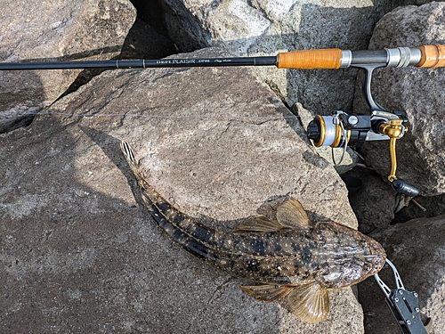 マゴチの釣果