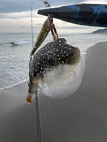 フグの釣果