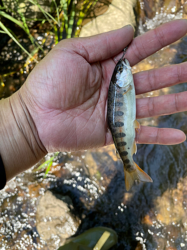 ヤマメの釣果