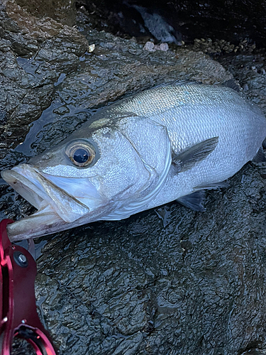 ヒラスズキの釣果