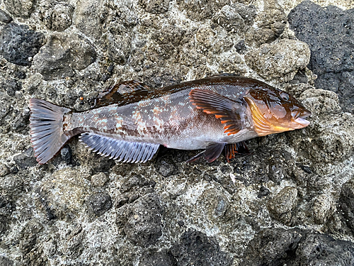 アイナメの釣果