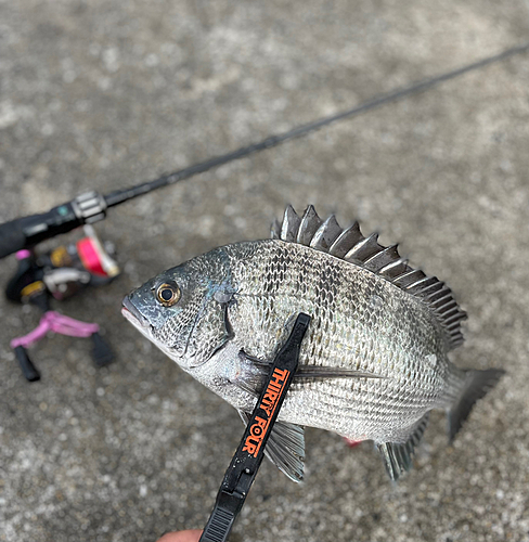 クロダイの釣果