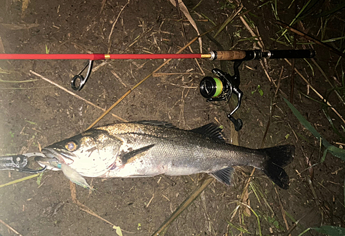 スズキの釣果