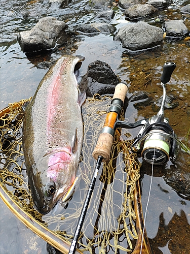 ニジマスの釣果