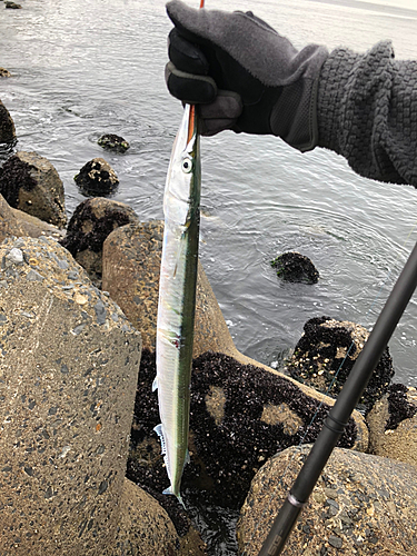 ダツの釣果