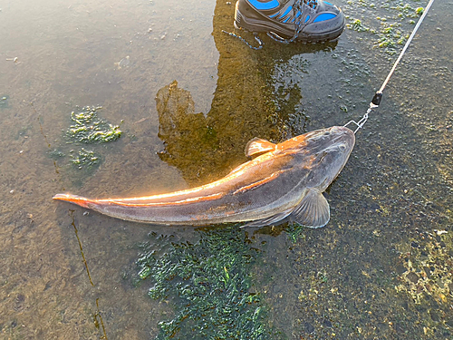 マゴチの釣果