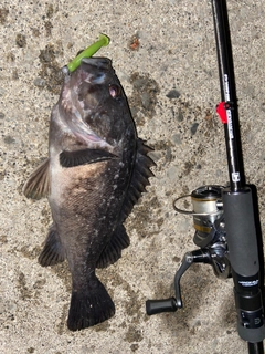 クロソイの釣果