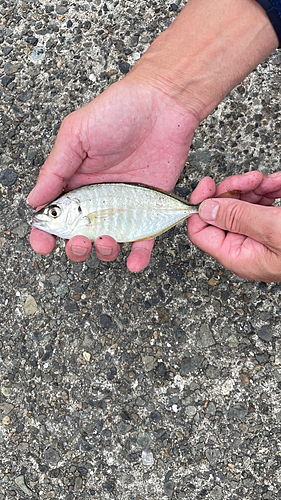 シマアジの釣果