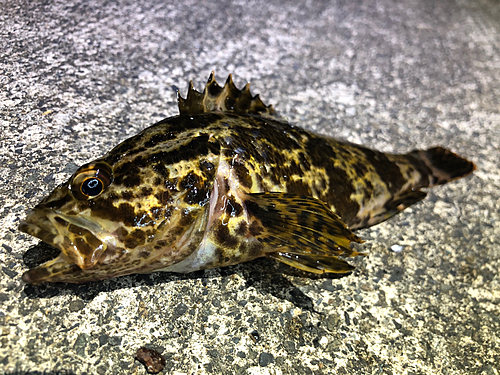 タケノコメバルの釣果