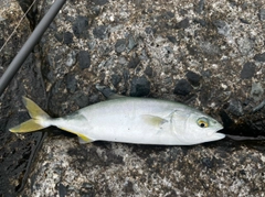 ワカシの釣果