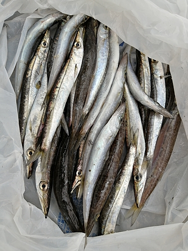 カマスの釣果