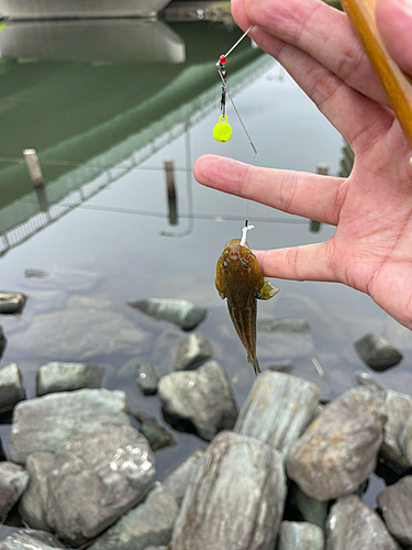 シモフリシマハゼの釣果