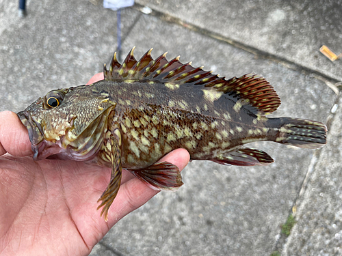 カサゴの釣果