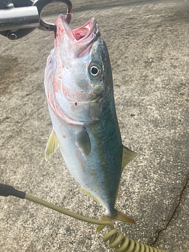 イナダの釣果