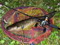 ナマズの釣果