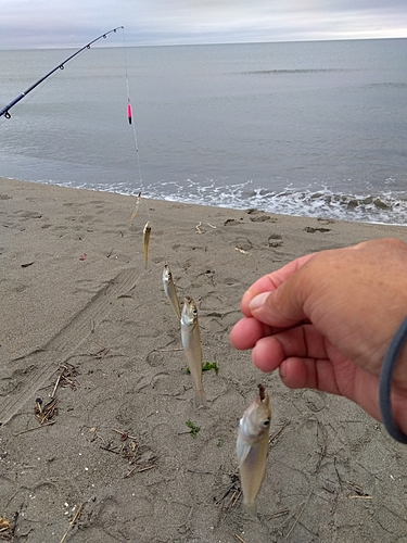 キスの釣果