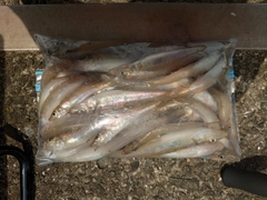 キスの釣果