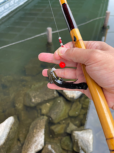 シモフリシマハゼの釣果