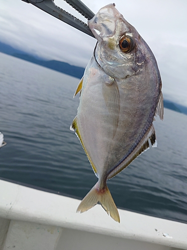 カイワリの釣果