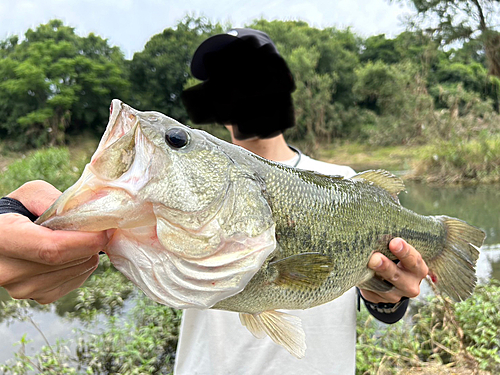 ラージマウスバスの釣果