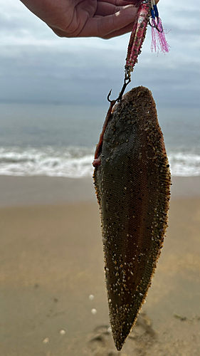 シタビラメの釣果