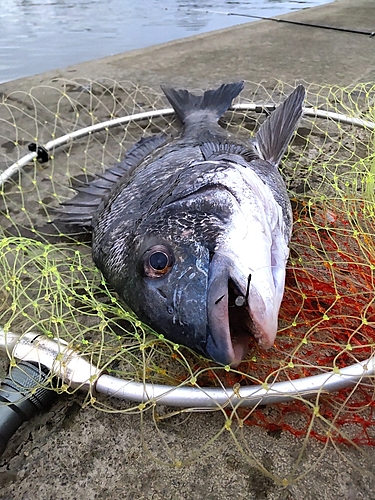 チヌの釣果