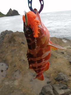 アカハタの釣果