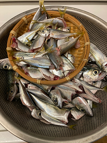 サバの釣果