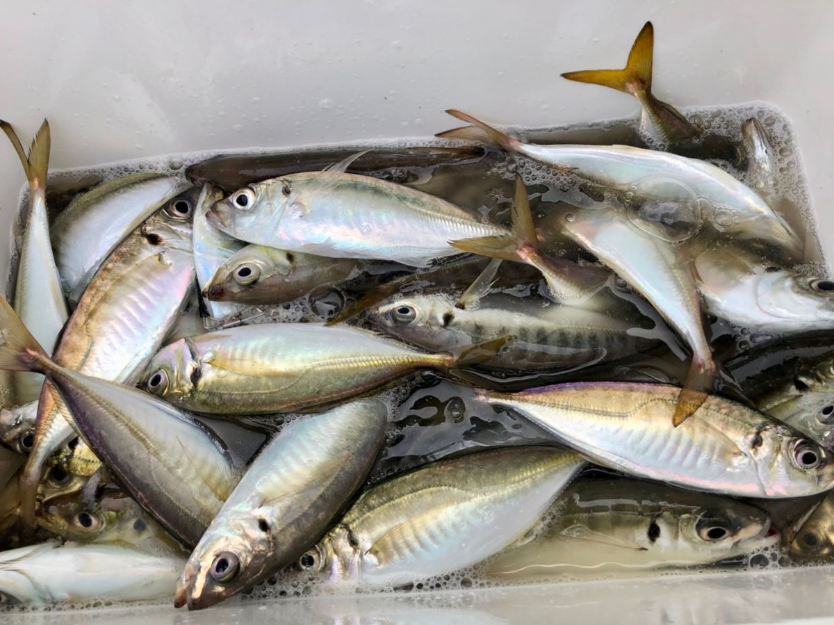 READ125さんの釣果 3枚目の画像