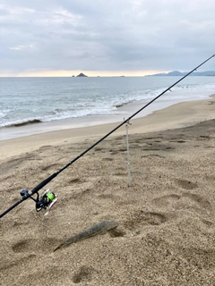 マゴチの釣果