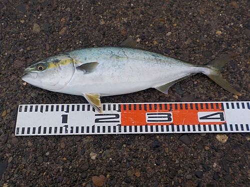 イナダの釣果