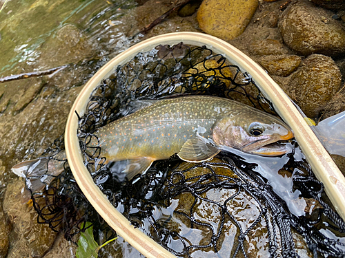 オショロコマの釣果