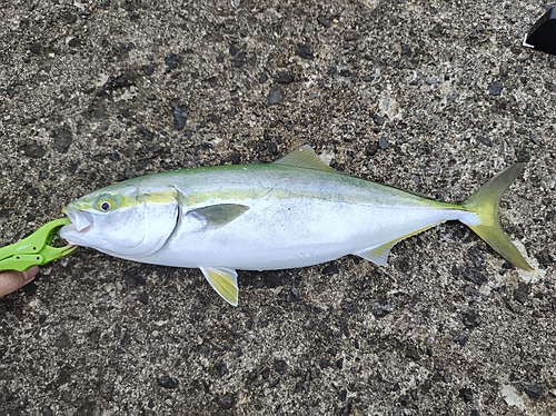 イナダの釣果