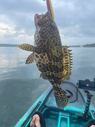 イシミーバイの釣果