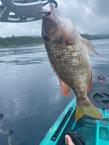 クチナジの釣果