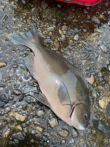 グレの釣果