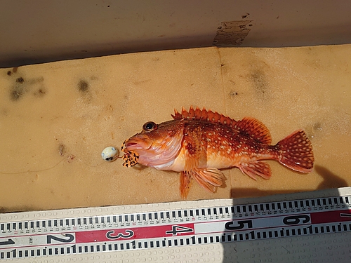 カサゴの釣果